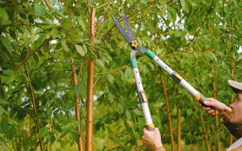 Tree trimming in Spring Green, WI