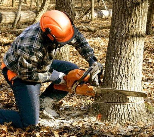 Tree Removal in Spring Green, WI